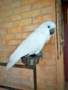 White parrot is sitting on a metal food bowl